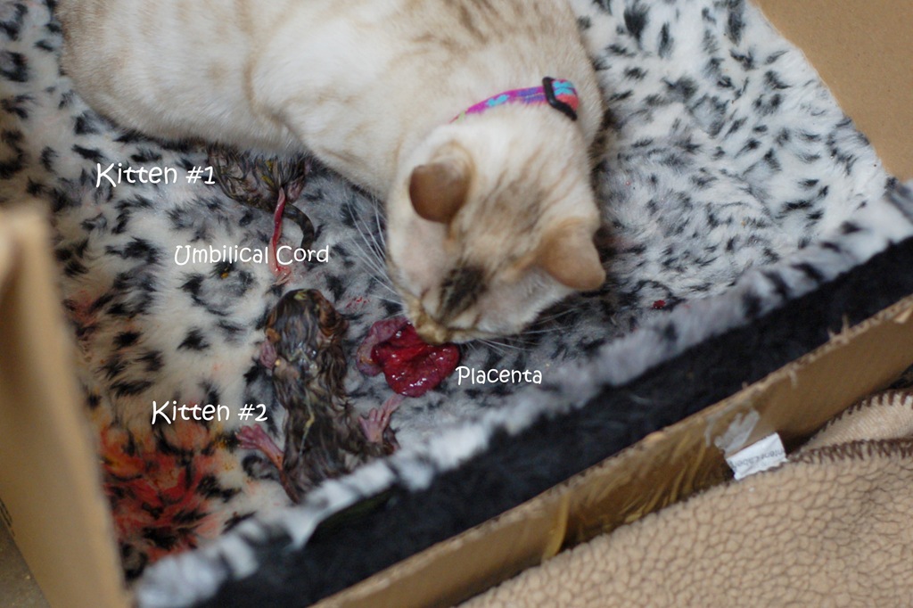 [LucyKittens (2)[6].jpg]