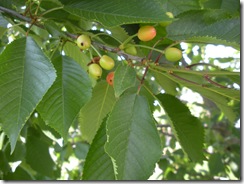 fruit trees 011