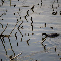 Cormorant