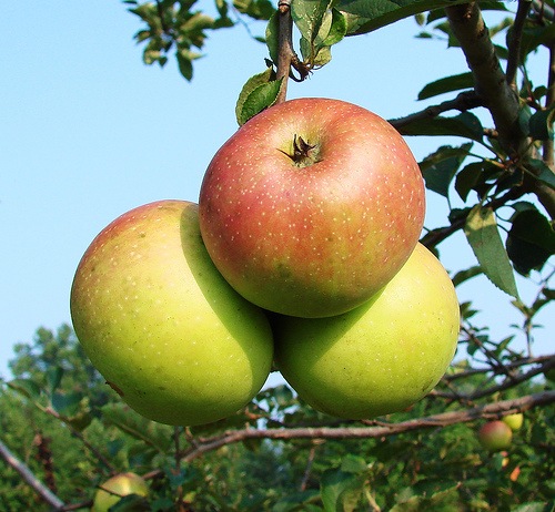 [Manzanas de postre contra el ácido úrico (Apples on tree-Martin LaBar-Flickr)[5].jpg]