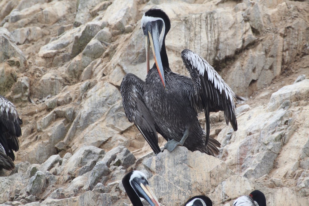 Галопом по перуанским Андам