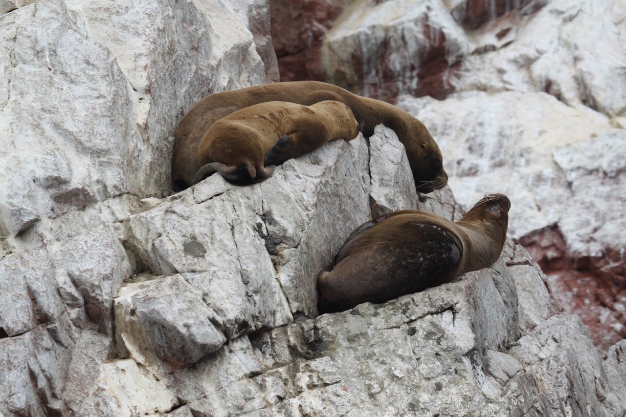 Галопом по перуанским Андам