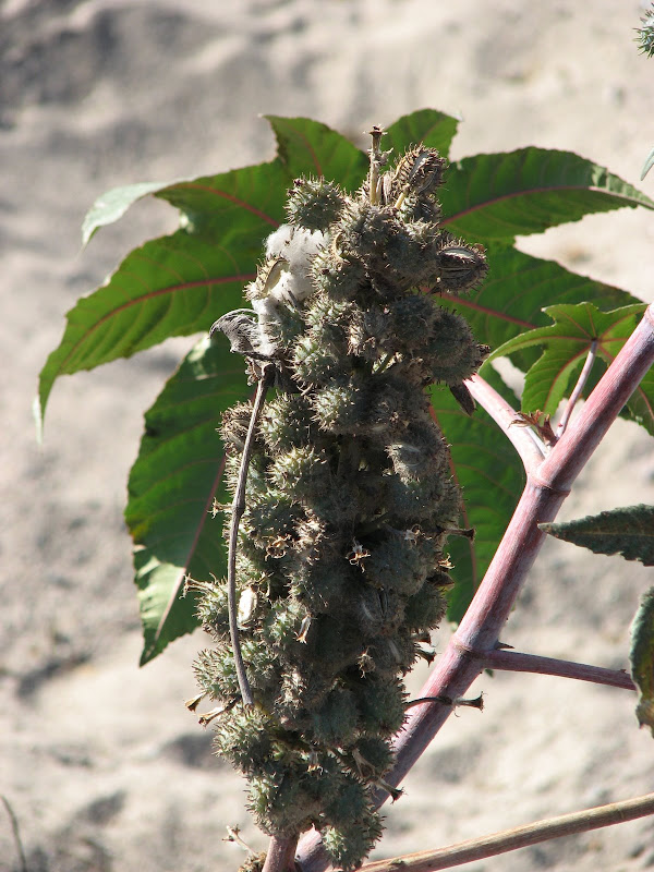 Галопом по перуанским Андам