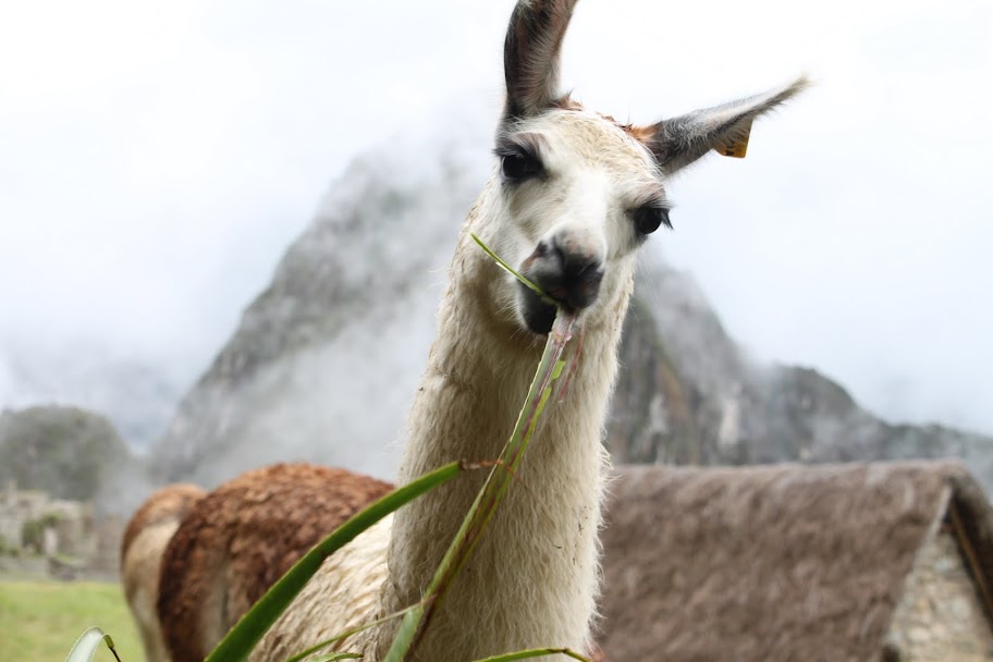 Галопом по перуанским Андам