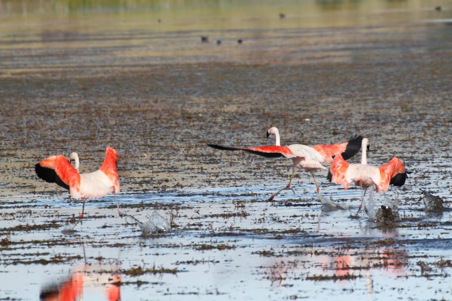 Галопом по перуанским Андам