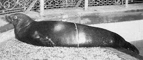 Caribbean Monk Seal