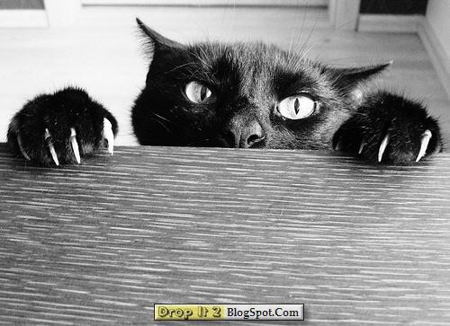 evil cat.jpg