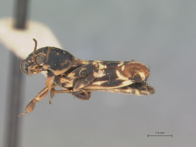 Ellipes minutus