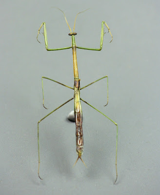 Brunneria borealis