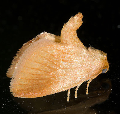 limacodid moth adult