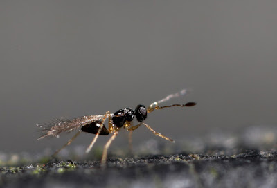 tiny wasp with feather-like wings