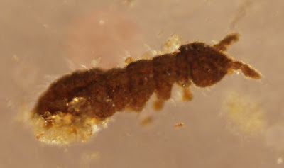 collembolan in alcohol
