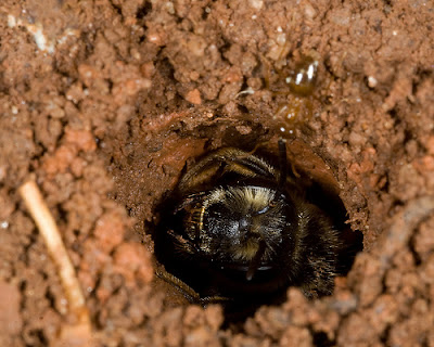 andrenid head peeking out from tunnel