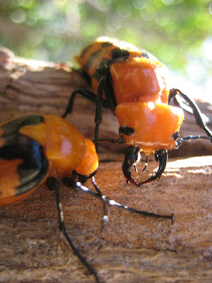 pair of beetles looking at each other