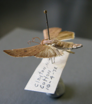 Alabama argillacea moth lateral habitus