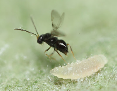 Aphanogmus about to lay an egg in a larva