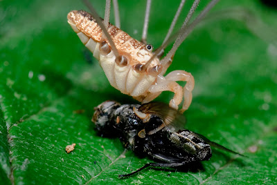 harvestman feeding on insect