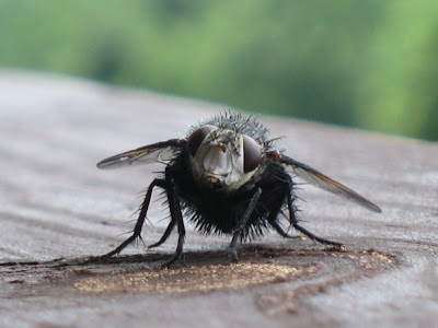 fly with cocked head
