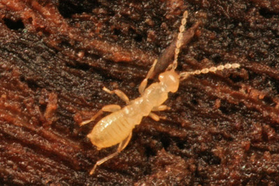 Zorotypus hubbardi