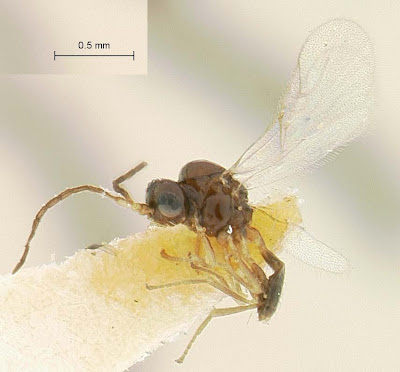 Binodoxys carolinensis