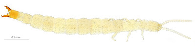Japygidae