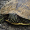 Red-eared Slider