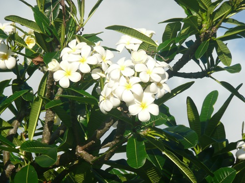 P1070945