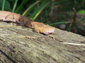 copperhead-snake-photo-by-David-Schaible