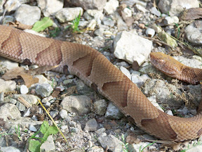 Copperhead-Snake-Photo-by-David-Schaible