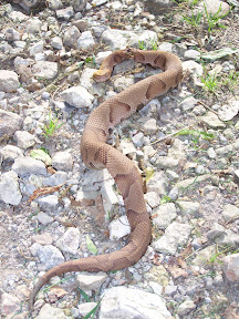 Large-Copperhead- Photo-by-David-Schaible