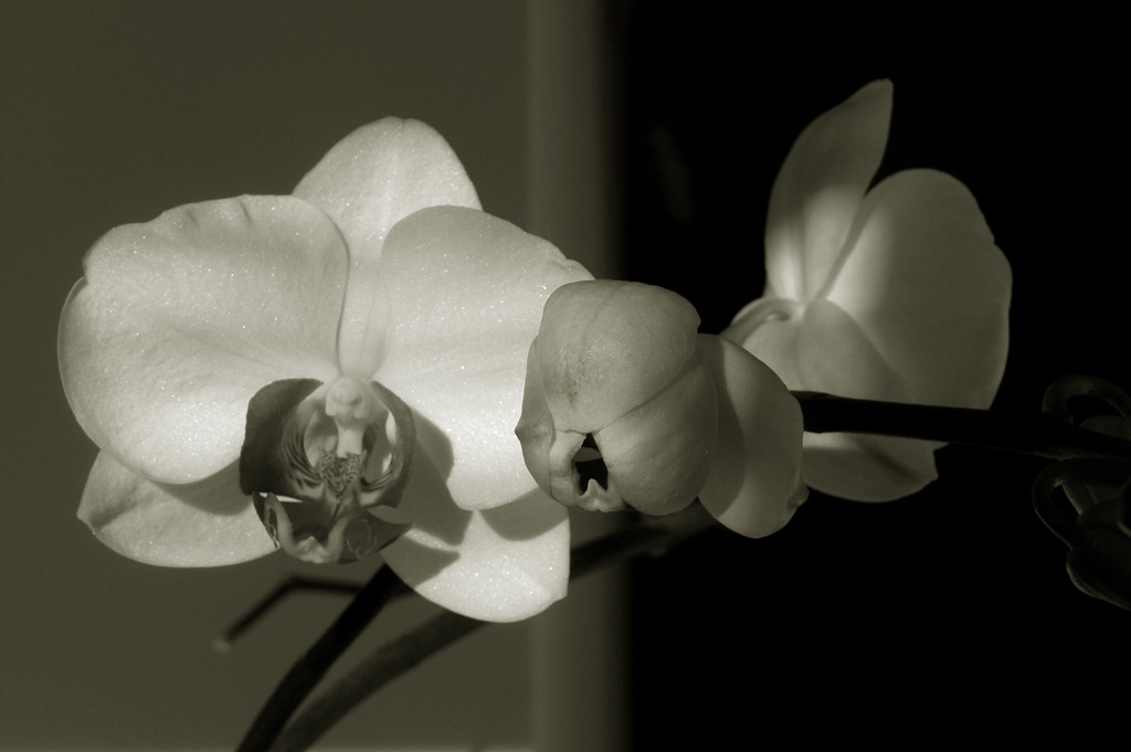 [425 orquídea[5].jpg]