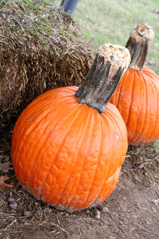 [Pumpkin Patch 09 091[18].jpg]