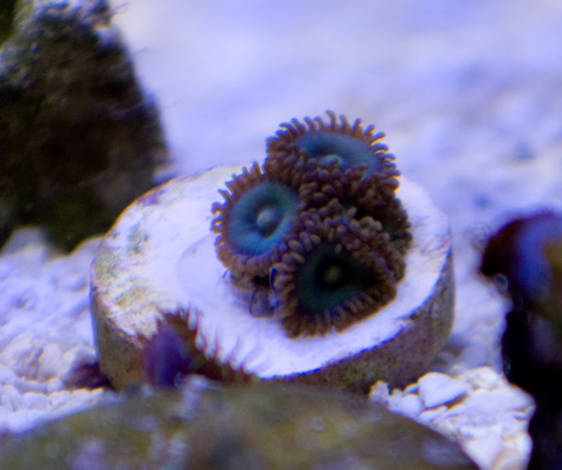 Sour apples - What are you bringing to the MMMC swap on 1/31?