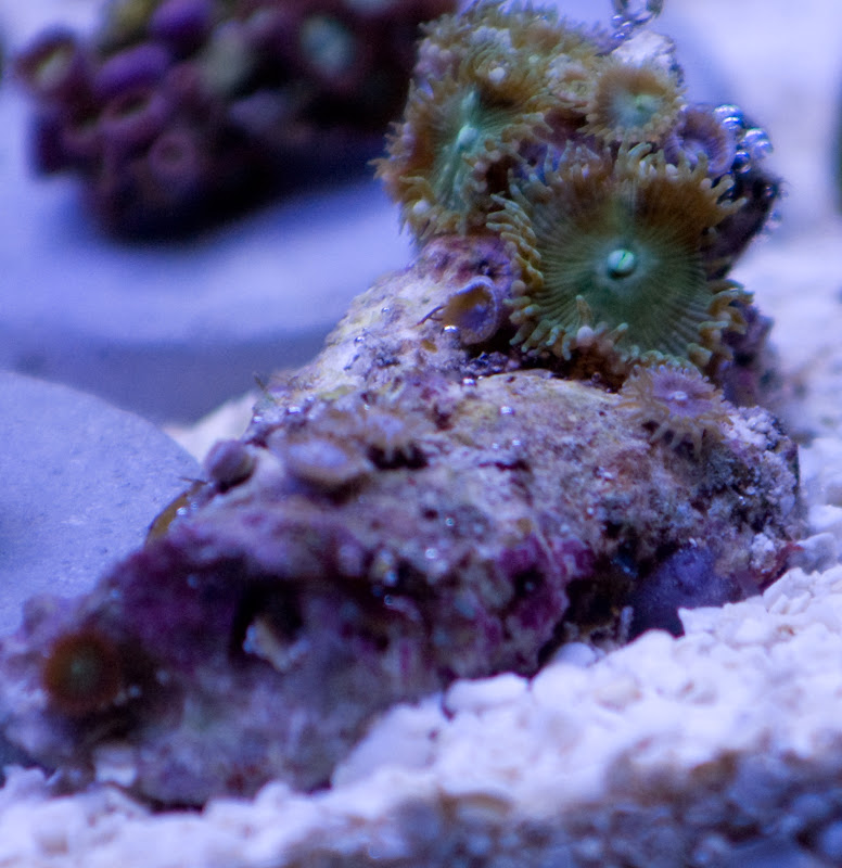 245 Frag - What are you bringing to the MMMC swap on 1/31?