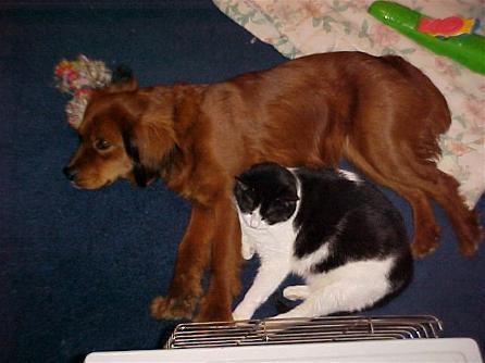 [Pudd & Chai[2].jpg]