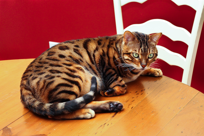 IMAGE: http://lh4.ggpht.com/_Myk0AVCZs24/S0oQn3AuYJI/AAAAAAAAN9M/TQw46medx3g/s800/IMG_1505_800.jpg