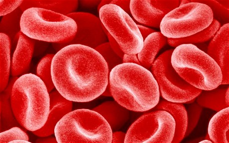 Human Blood Red Cells