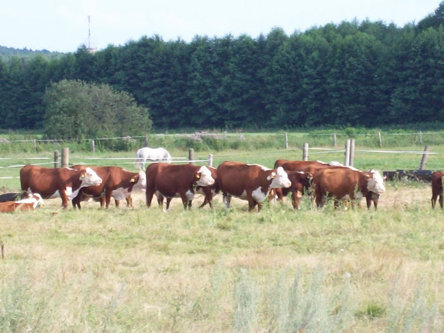 Hereford Rinder Herde