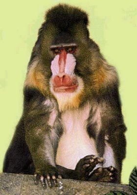 [MonaGuenonmonkey013.jpg]