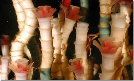 7 Animals With the Longest Life Spans - Tubeworm 7 Animals With the Longest Life Spans - Tubeworm