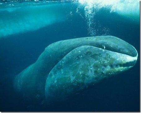 7 Animals With the Longest Life Spans - bowheadwhale