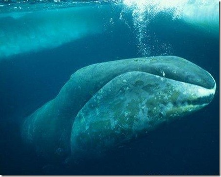 7 Animals With the Longest  Life Spans - bowheadwhale