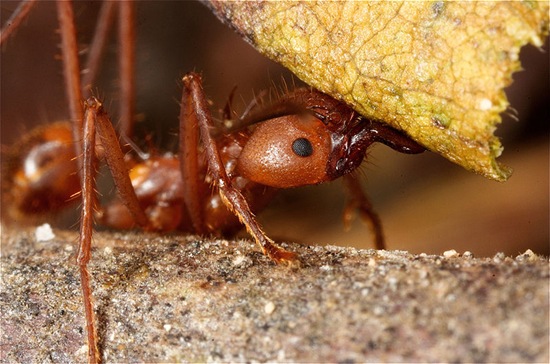 3. Leafcutter Ant