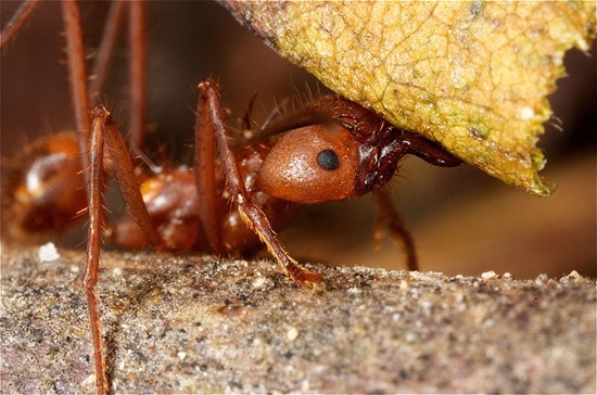 3. Leafcutter Ant 3. Leafcutter Ant