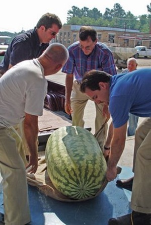 268.8-pound watermelon grown by Lloyd Bright