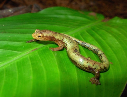 World's Fastest Muscle (In the tongue of a salamander) 02 World's Fastest Muscle (In the tongue of a salamander) 02