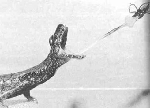 World's Fastest Muscle (In the tongue of a salamander) 04 World's Fastest Muscle (In the tongue of a salamander) 04