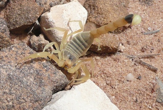 Death Stalker Scorpion