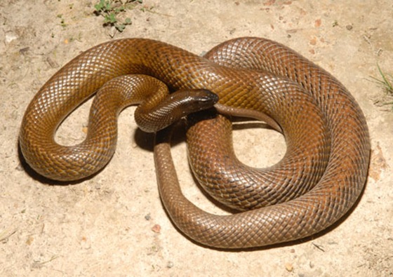 Inland Taipan Inland Taipan