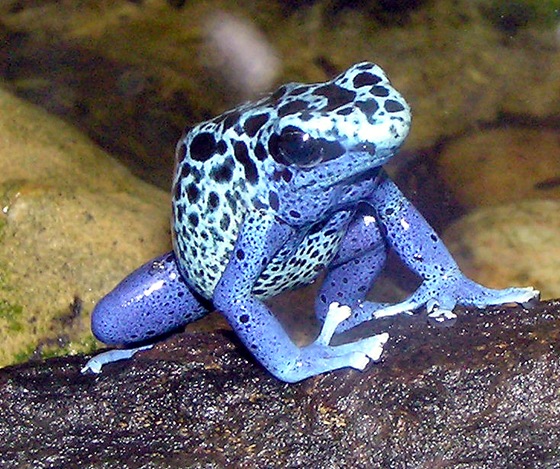 Poison Dart Frog Poison Dart Frog